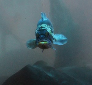 Fish cropped