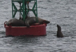Sea lions